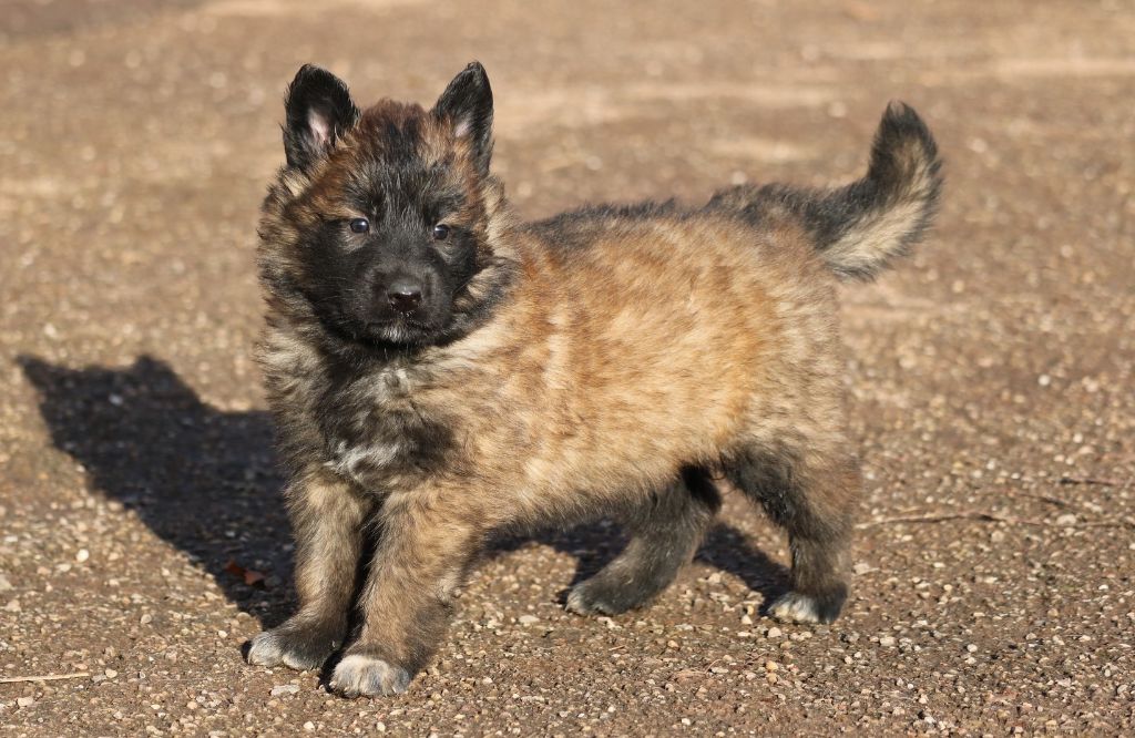 CHIOT COLLIER BLEU - Berger Belge