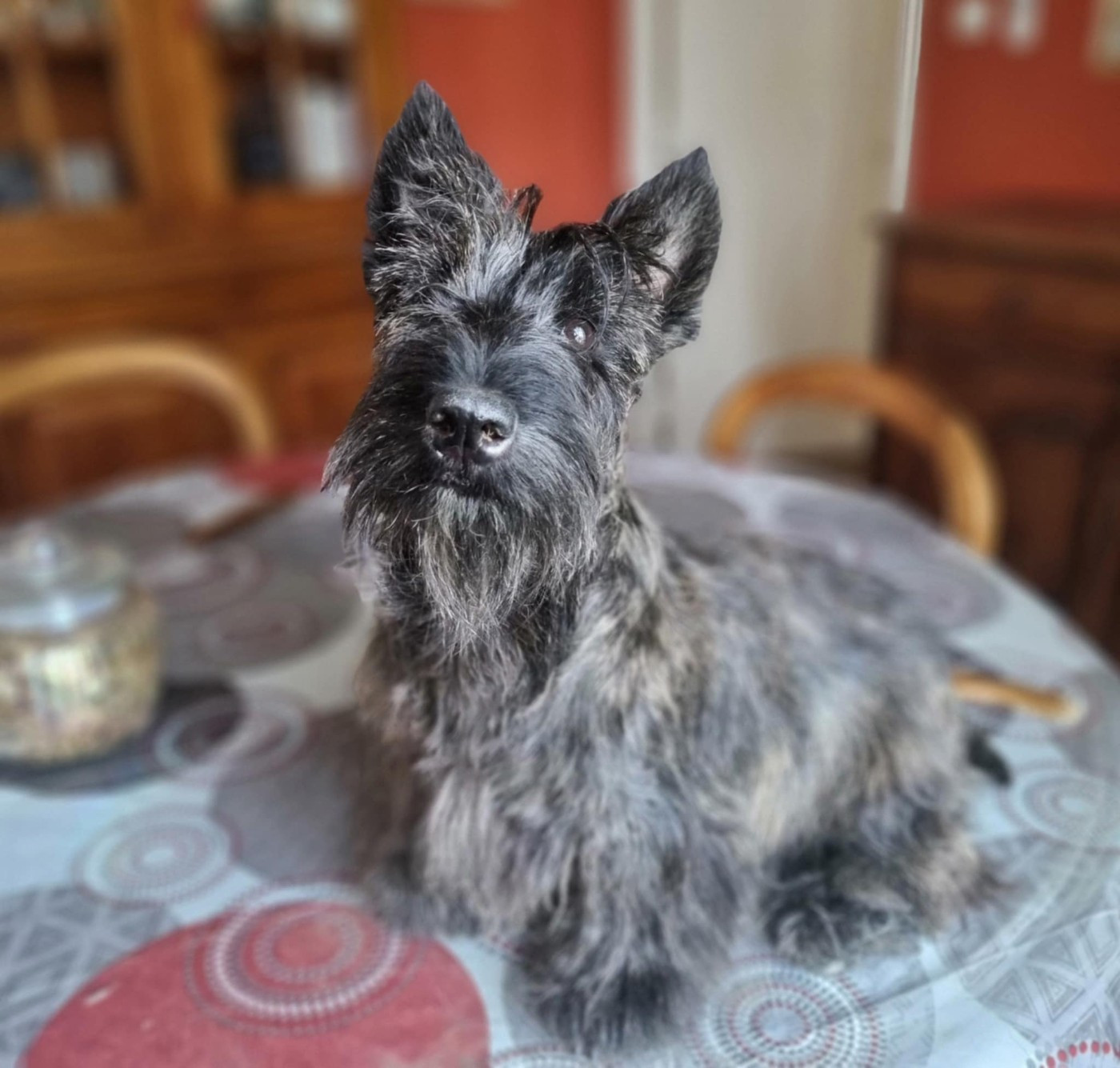 U ARE SO PRETTY du Clan des Petits Colonels