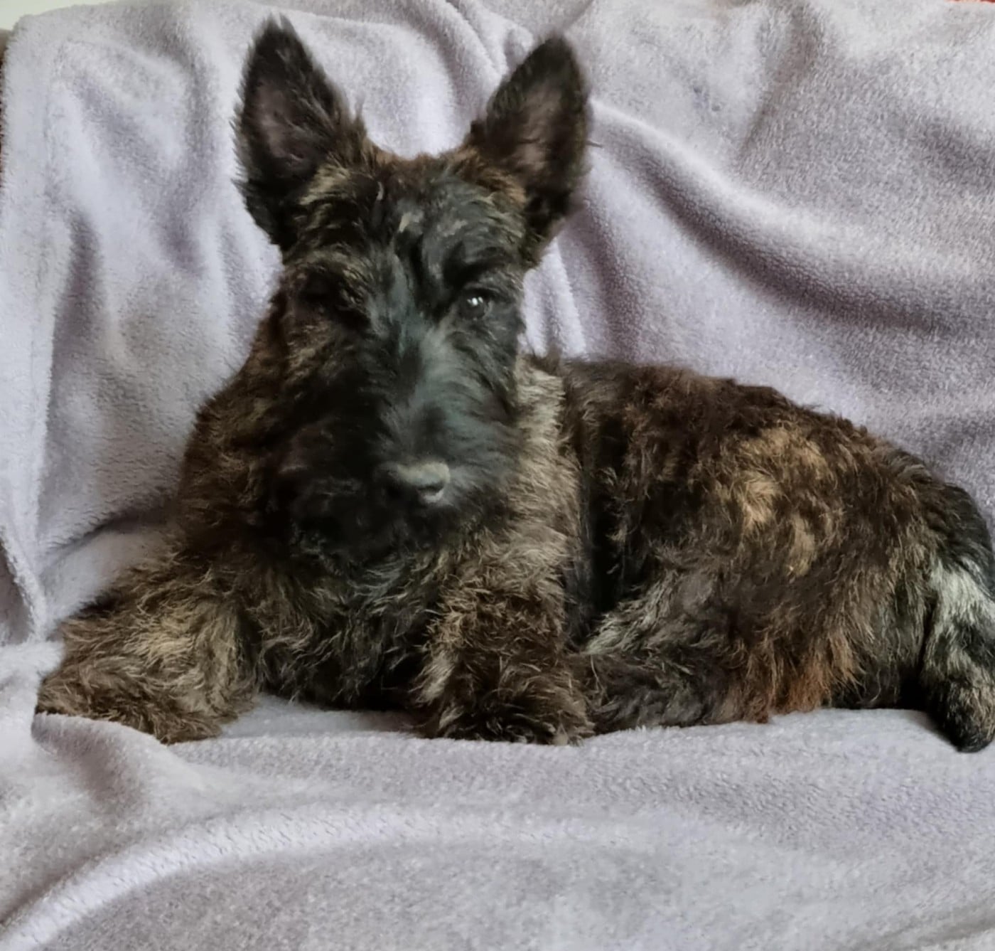 U ARE SO PRETTY du Clan des Petits Colonels