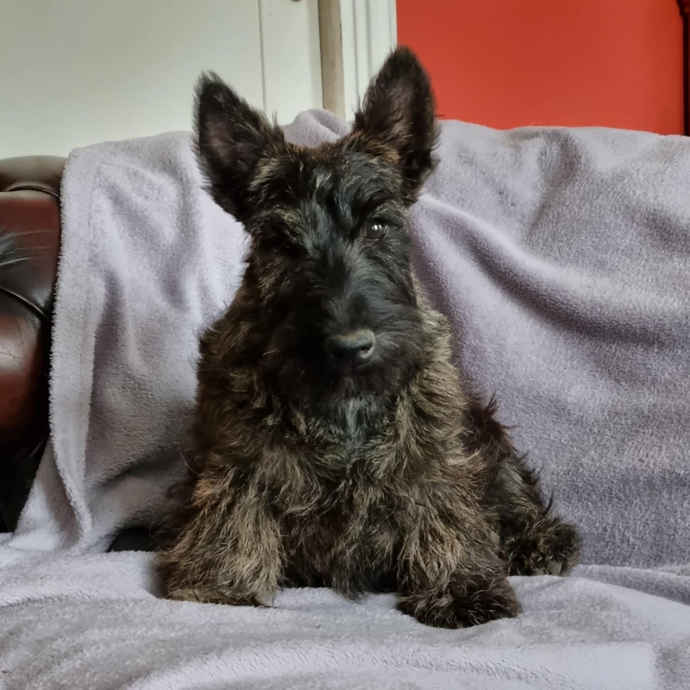 U ARE SO PRETTY du Clan des Petits Colonels