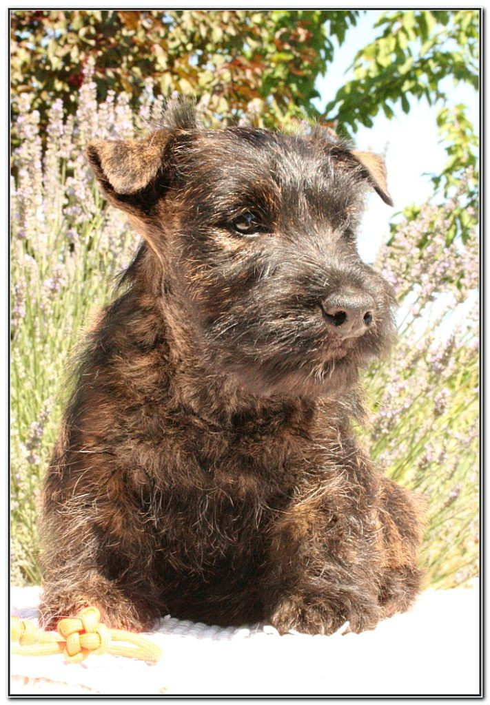 U ARE SO PRETTY du Clan des Petits Colonels