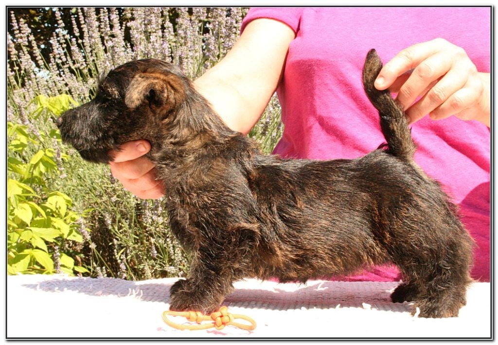 U ARE SO PRETTY du Clan des Petits Colonels