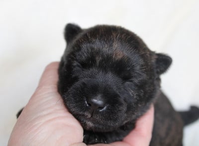 Les chiots de Scottish Terrier