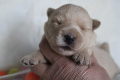 Les chiots de Scottish Terrier