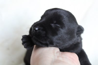 Les chiots de Scottish Terrier