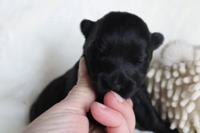 Les chiots de Scottish Terrier