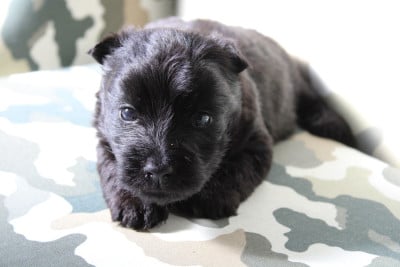 Les chiots de Scottish Terrier