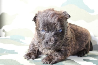 Les chiots de Scottish Terrier