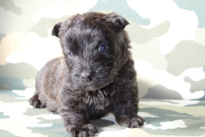 Les chiots de Scottish Terrier