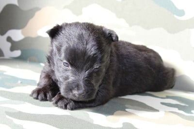 Les chiots de Scottish Terrier