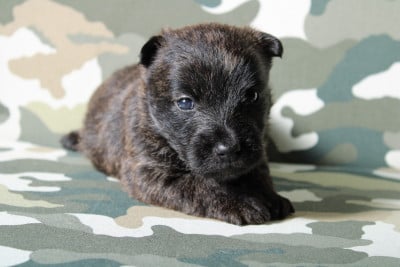 Les chiots de Scottish Terrier