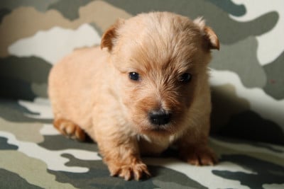 Les chiots de Scottish Terrier