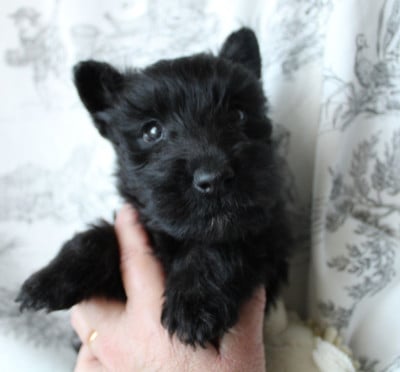 Les chiots de Scottish Terrier