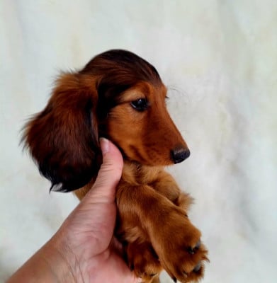 Les chiots de Teckel poil long