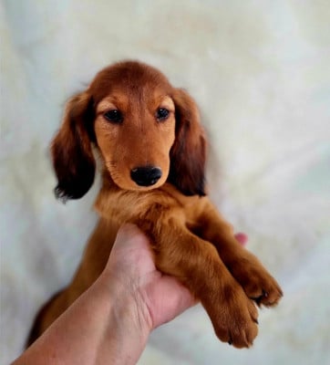 Les chiots de Teckel poil long