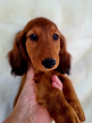 Les chiots de Teckel poil long