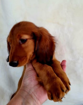 Les chiots de Teckel poil long