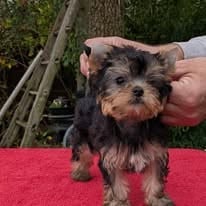 Yorkshire Terrier - D'ivena des lys