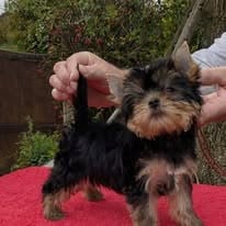 Les chiots de Yorkshire Terrier