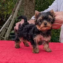 Les chiots de Yorkshire Terrier