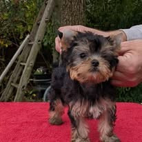 Les chiots de Yorkshire Terrier