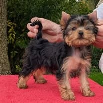 Les chiots de Yorkshire Terrier