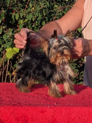 Les chiots de Yorkshire Terrier
