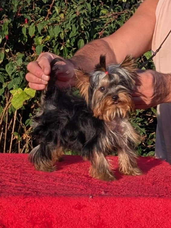 Yorkshire Terrier - D'Ivena Des Lys