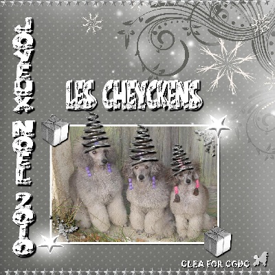 des Cheycken's Grey De Clea - JOYEUX NOËL !!!!!!!