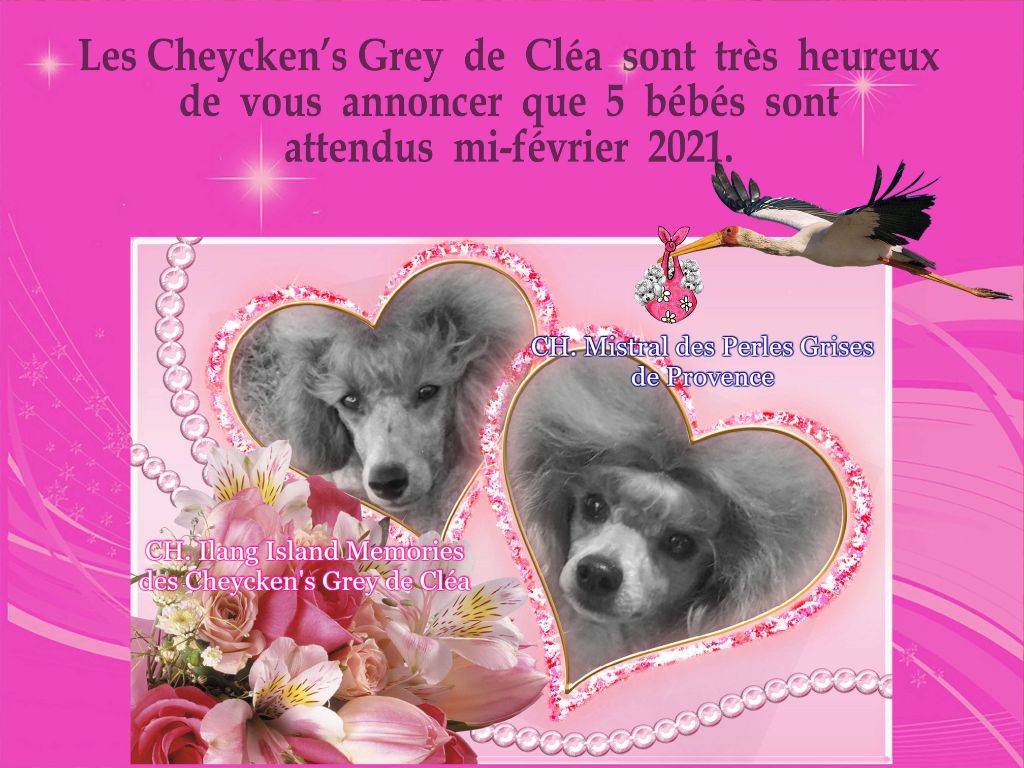 des Cheycken's Grey De Clea - Ilang et Mistral...... Le mariage !!!! 