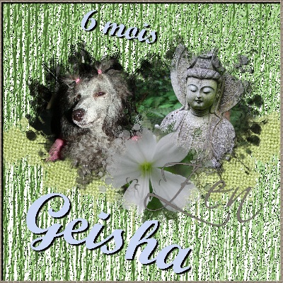 des Cheycken's Grey De Clea - Les 6 mois de ma Geisha d'amour !!!