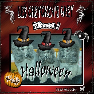 des Cheycken's Grey De Clea - Halloween !!!!!!
