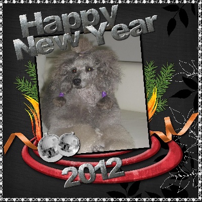 des Cheycken's Grey De Clea - HAPPY NEW YEAR 2012 !!!!!