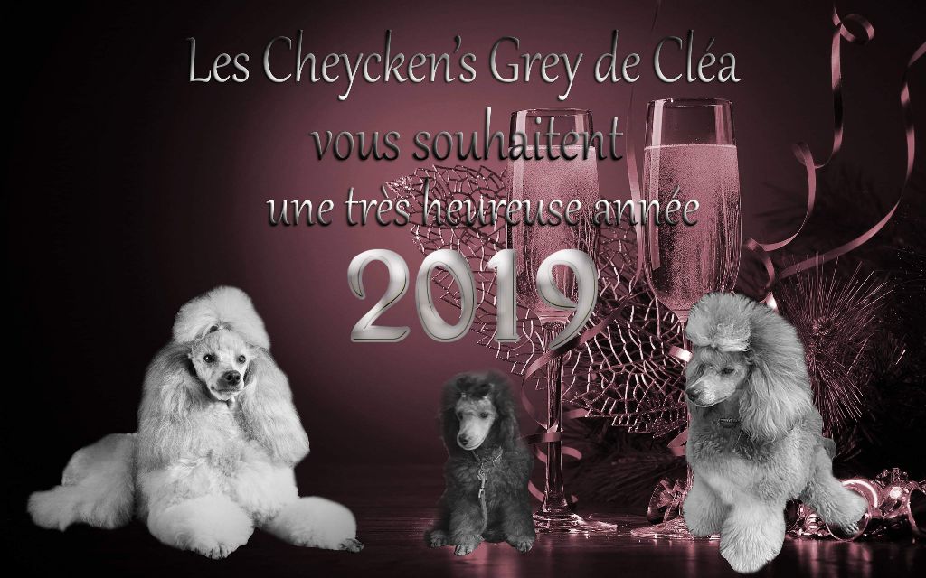 des Cheycken's Grey De Clea - Happy New Year 2019.....