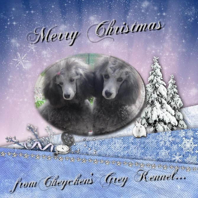 des Cheycken's Grey De Clea - Merry Christmas 2014 !!!!
