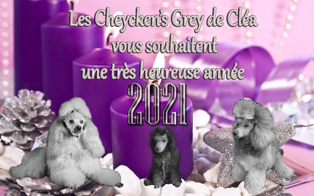 des Cheycken's Grey De Clea - Happy New Year 2021....