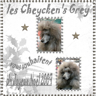 des Cheycken's Grey De Clea - Joyeux Noël à tous !!!