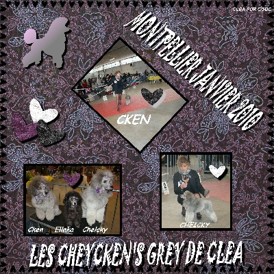 des Cheycken's Grey De Clea - Expo de Montpellier janvier 2010
