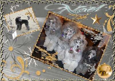 des Cheycken's Grey De Clea - Joyeux Noël 2011 !!!!