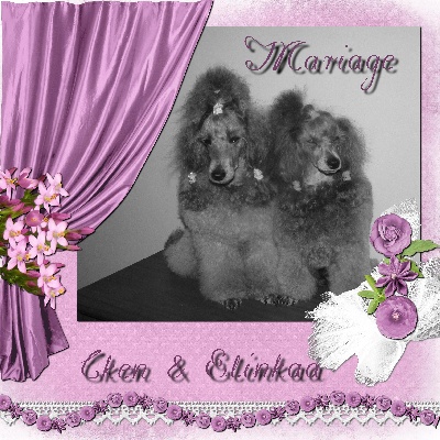 des Cheycken's Grey De Clea - Mariage Cken & Elinkaa !!!!!