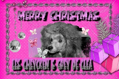 des Cheycken's Grey De Clea - Merry Christmas to you !!!!!