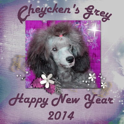 des Cheycken's Grey De Clea - Happy New Year 2014 !!!!