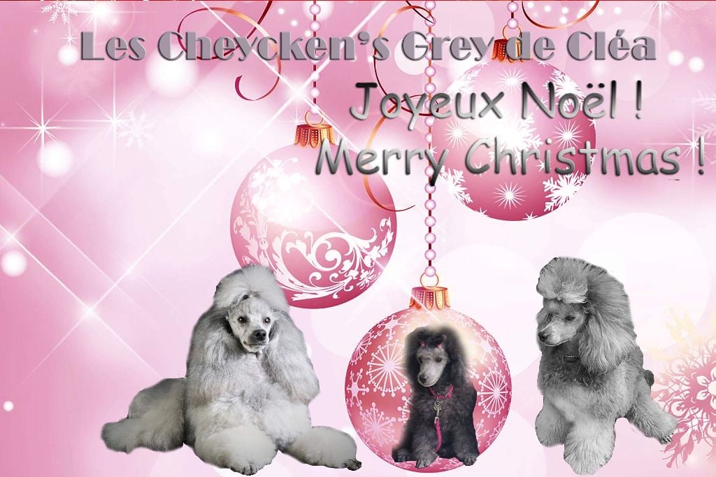 des Cheycken's Grey De Clea - Joyeuses fêtes  de Noël.....