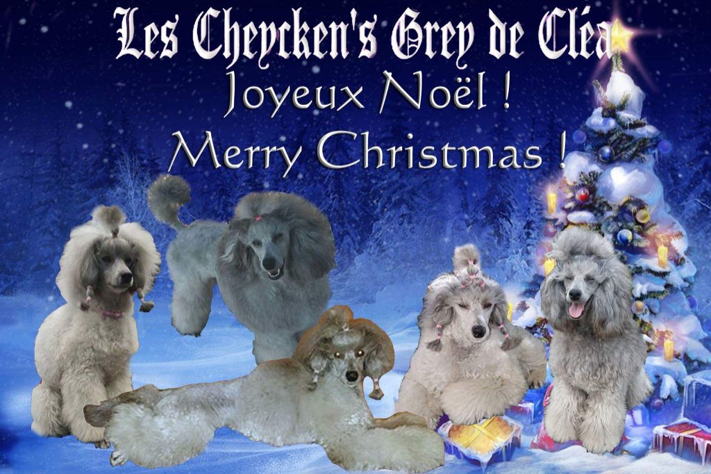 des Cheycken's Grey De Clea - Merry Christmas for you !!! 