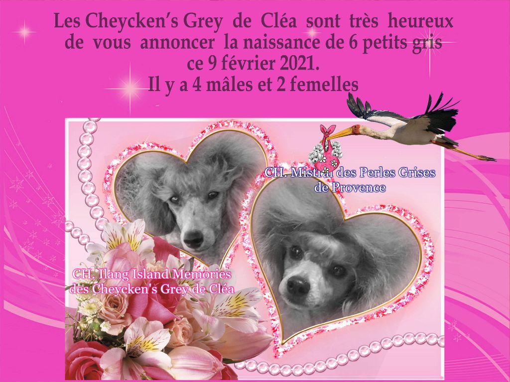 des Cheycken's Grey De Clea - Les bébés sont nés !!!! 