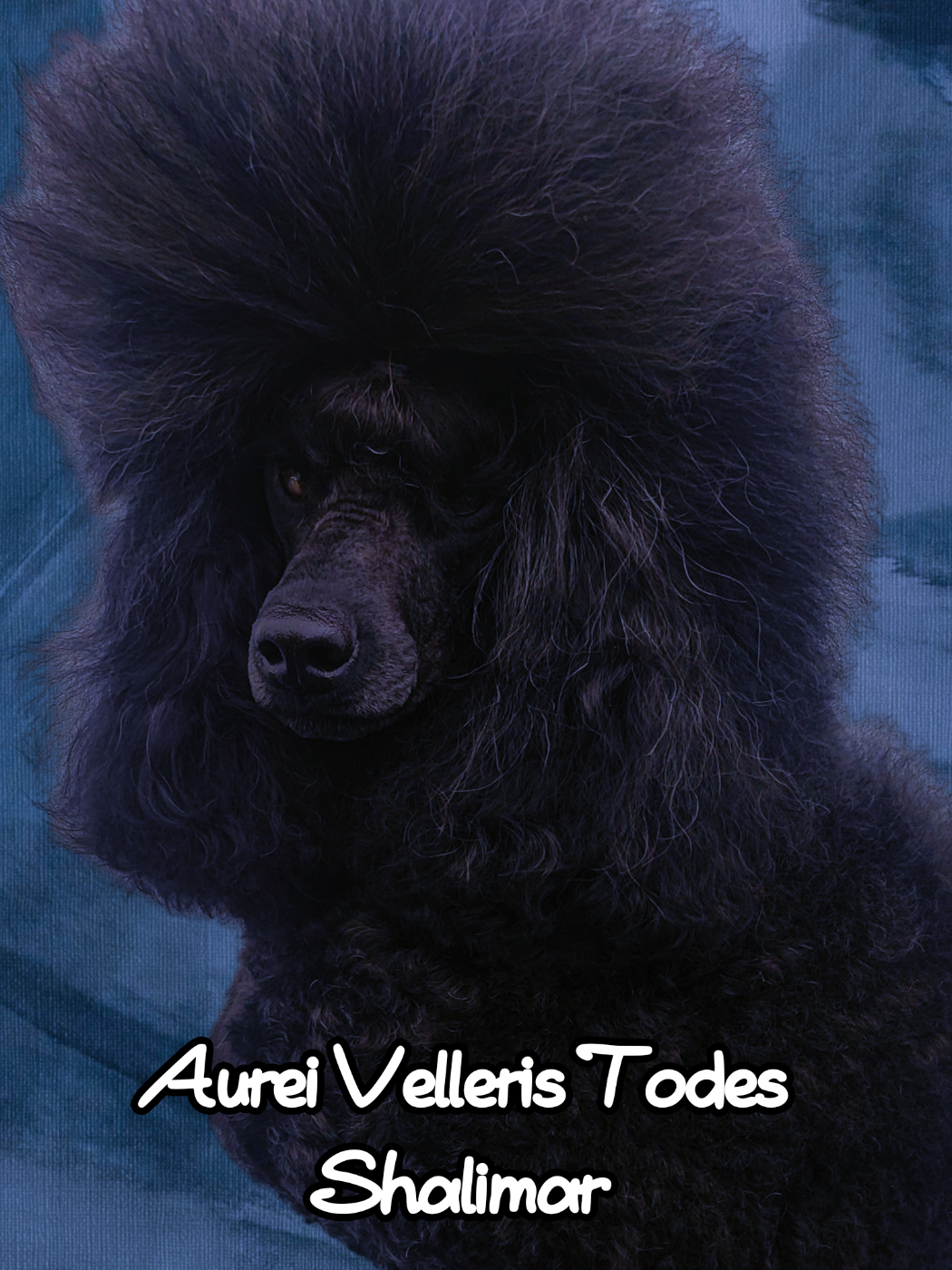 Publication : des Cheycken's Grey De Clea Auteur : Sarah Glineur