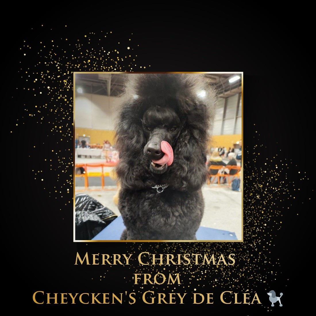 Publication : des Cheycken's Grey De Clea Auteur : Sarah Glineur