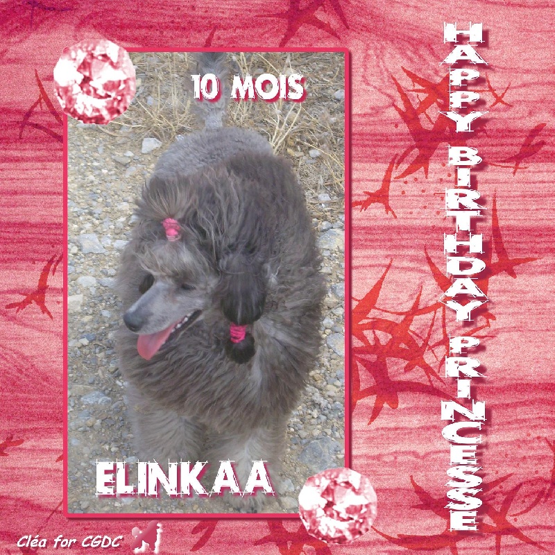 Elinkaa The beautiful grey of marysa