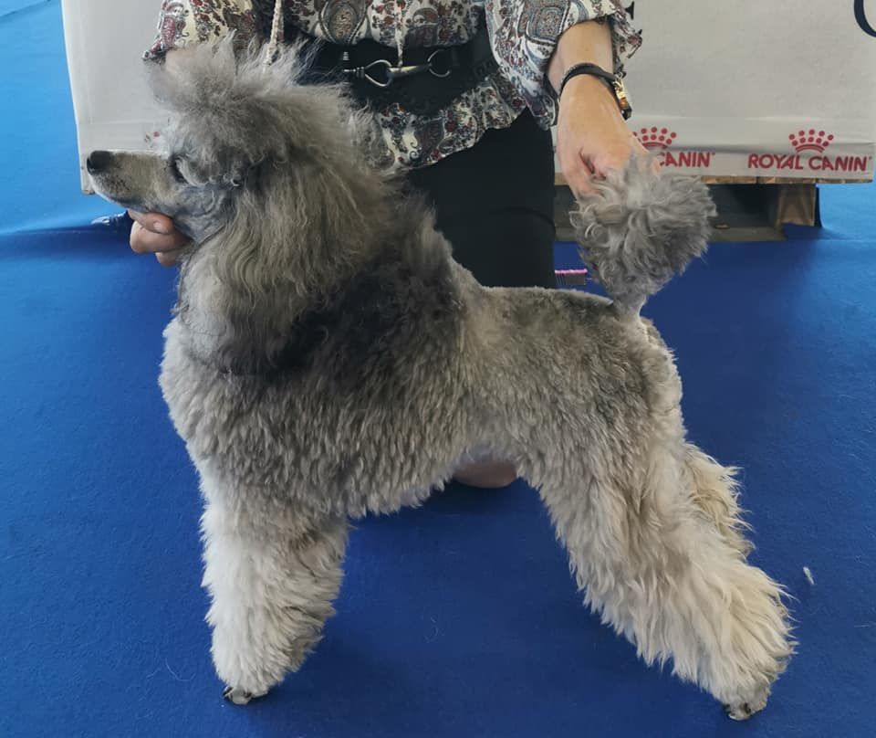 CH. Okimma africa des Cheycken's Grey De Clea - Classe Jeune 2e excellent Vice Championne Jeune de France