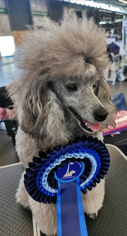 CH. Okimma africa des Cheycken's Grey De Clea - Classe Jeune 2e excellent